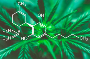 каннабидиол КБД