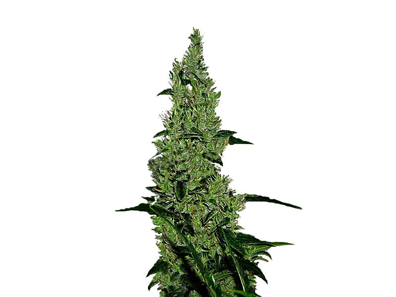 Y Greiga от Medical Seeds