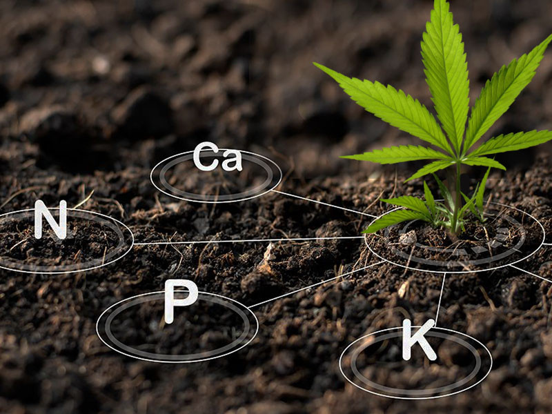 Список необходимых марихуане питательных веществ